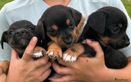 Jack Russell dogs for sale: Traditional pure jackrussell puppies  - Image 1