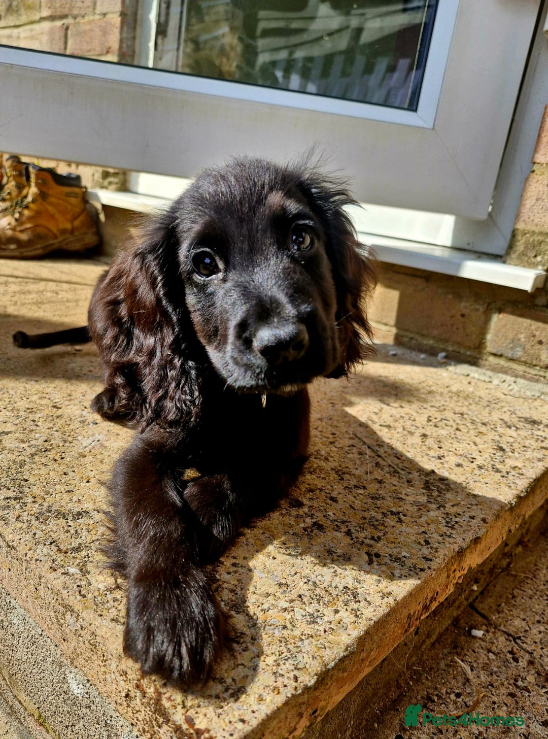 Cocker Spaniel dogs for sale: Kacper  - Image 1