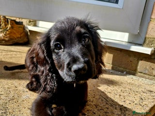 Cocker Spaniel dogs - Advert 4