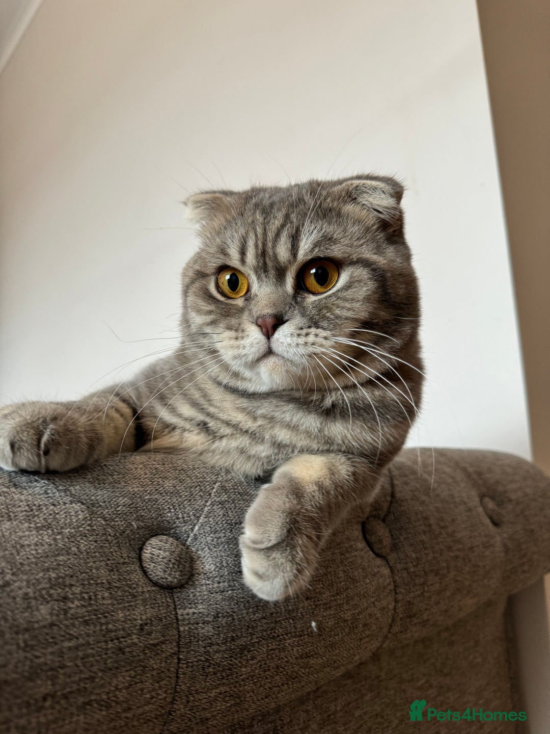 Scottish Fold cats for sale: Scottish Fold - Adorable Indoor Cats  - Image 4