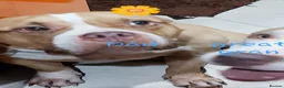 American Bully dogs for sale: American pocket bully puppies - Advert 5