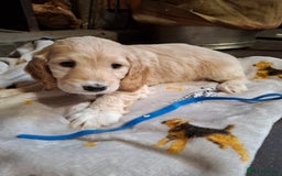 Cockapoo dogs for sale: Beautiful Cockapoo Puppies For Sale  - Image 4