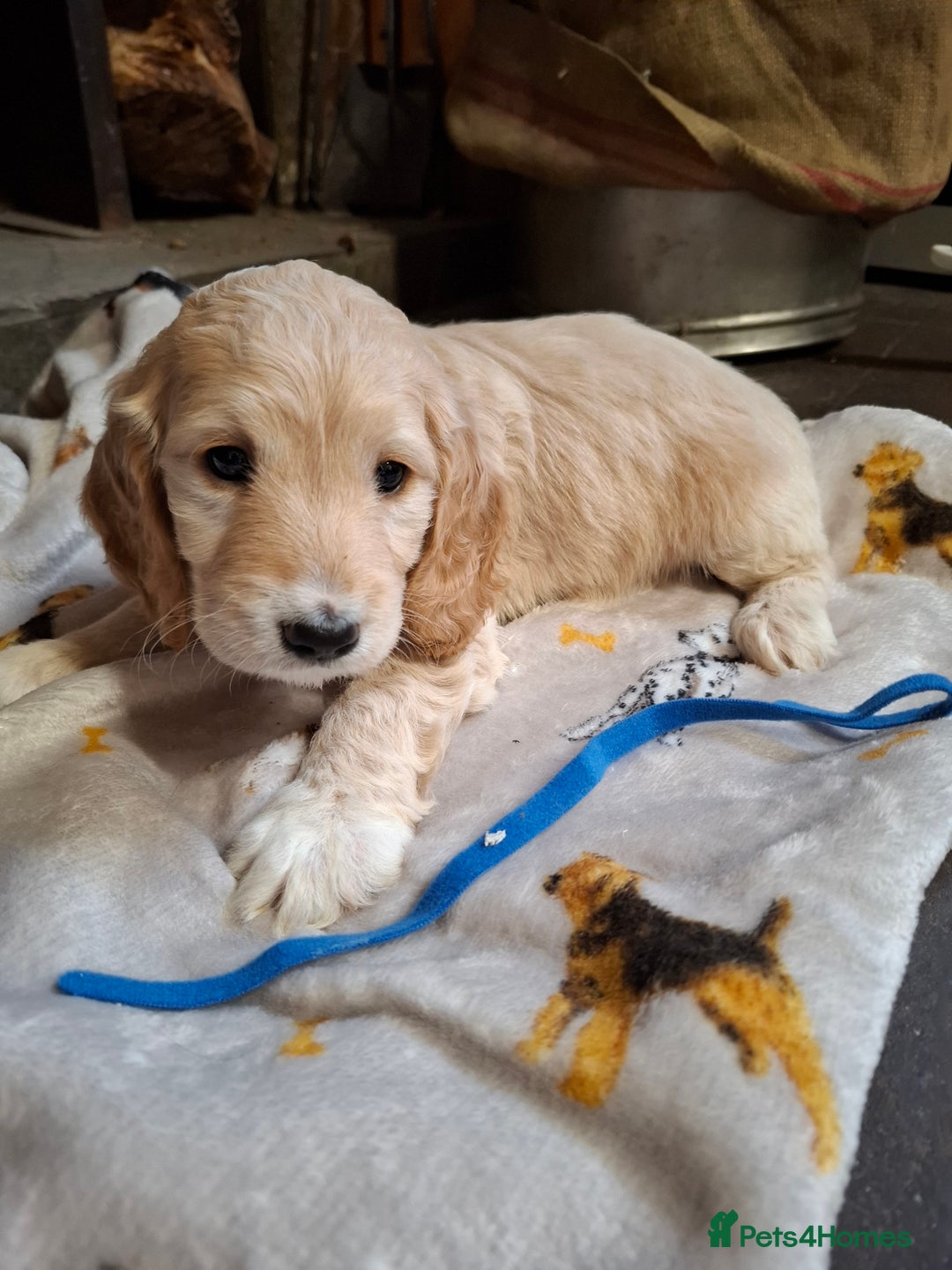 Cockapoo dogs for sale: Beautiful Cockapoo Puppies For Sale  - Image 4