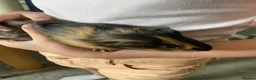 Guinea Pig rodents for sale: Black and Tan Guinea pigs for sale - Advert 4