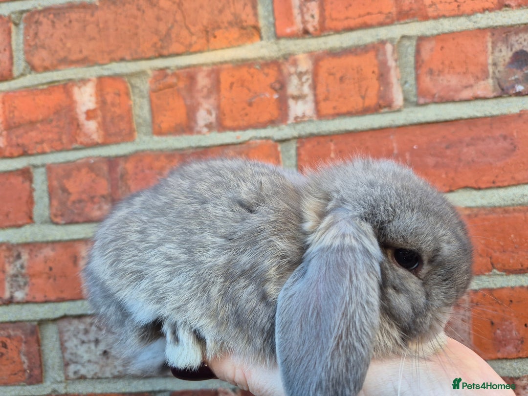 Mini Lop rabbits for sale: 7 stunning mini lops - Advert 8