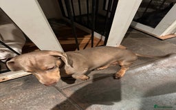 Miniature Dachshund dogs for sale: Isabella Pretty Boy - Advert 7