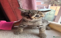 Mixed Breed cats for sale: Tabby mixed stunning litter - Image 3