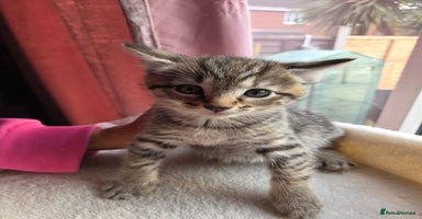 Mixed Breed cats - Advert 14