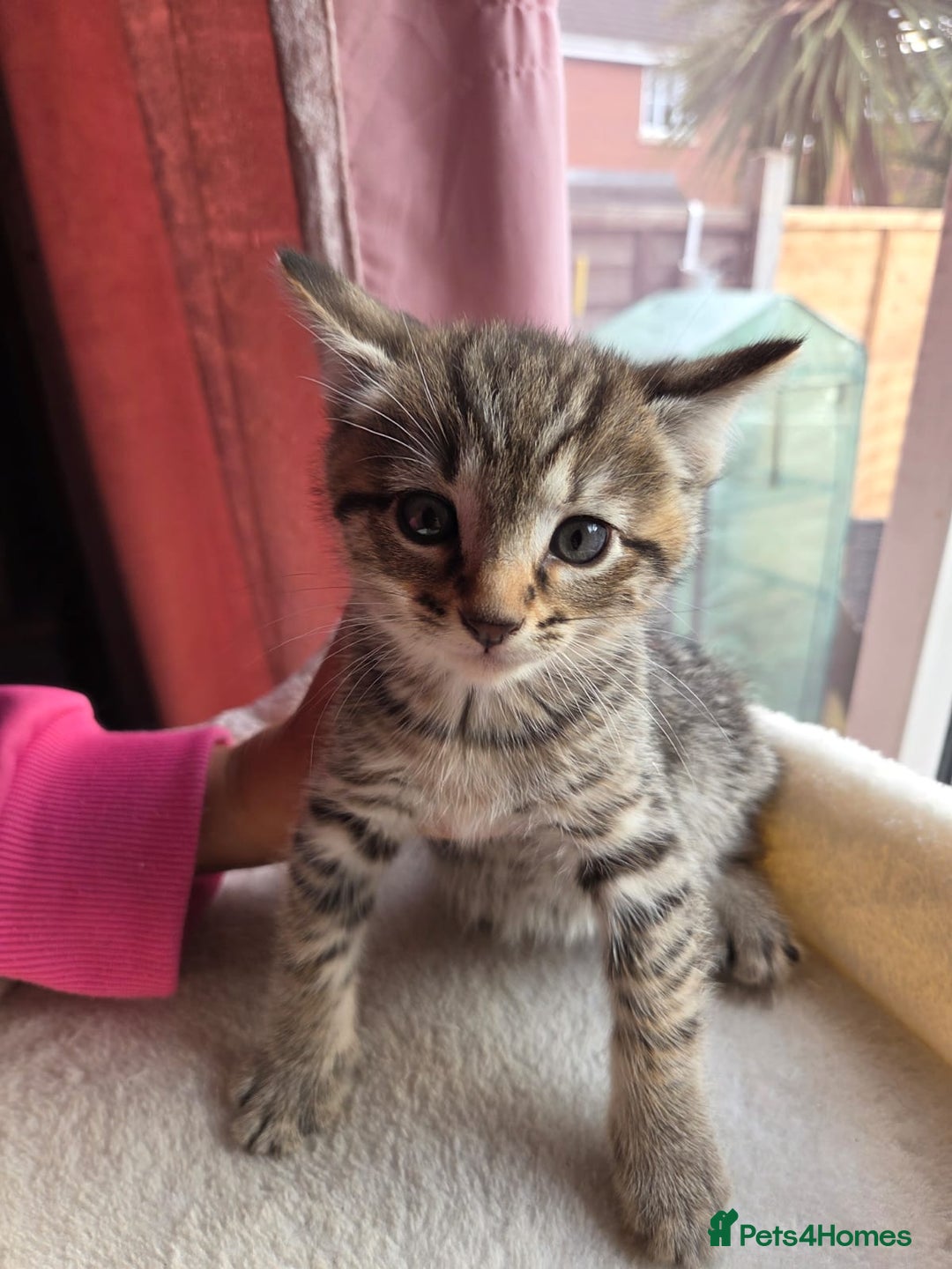 Mixed Breed cats for sale: Tabby mixed stunning litter - Image 3