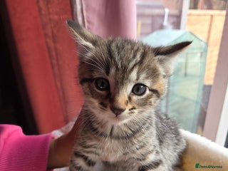 Mixed Breed cats - Advert 34