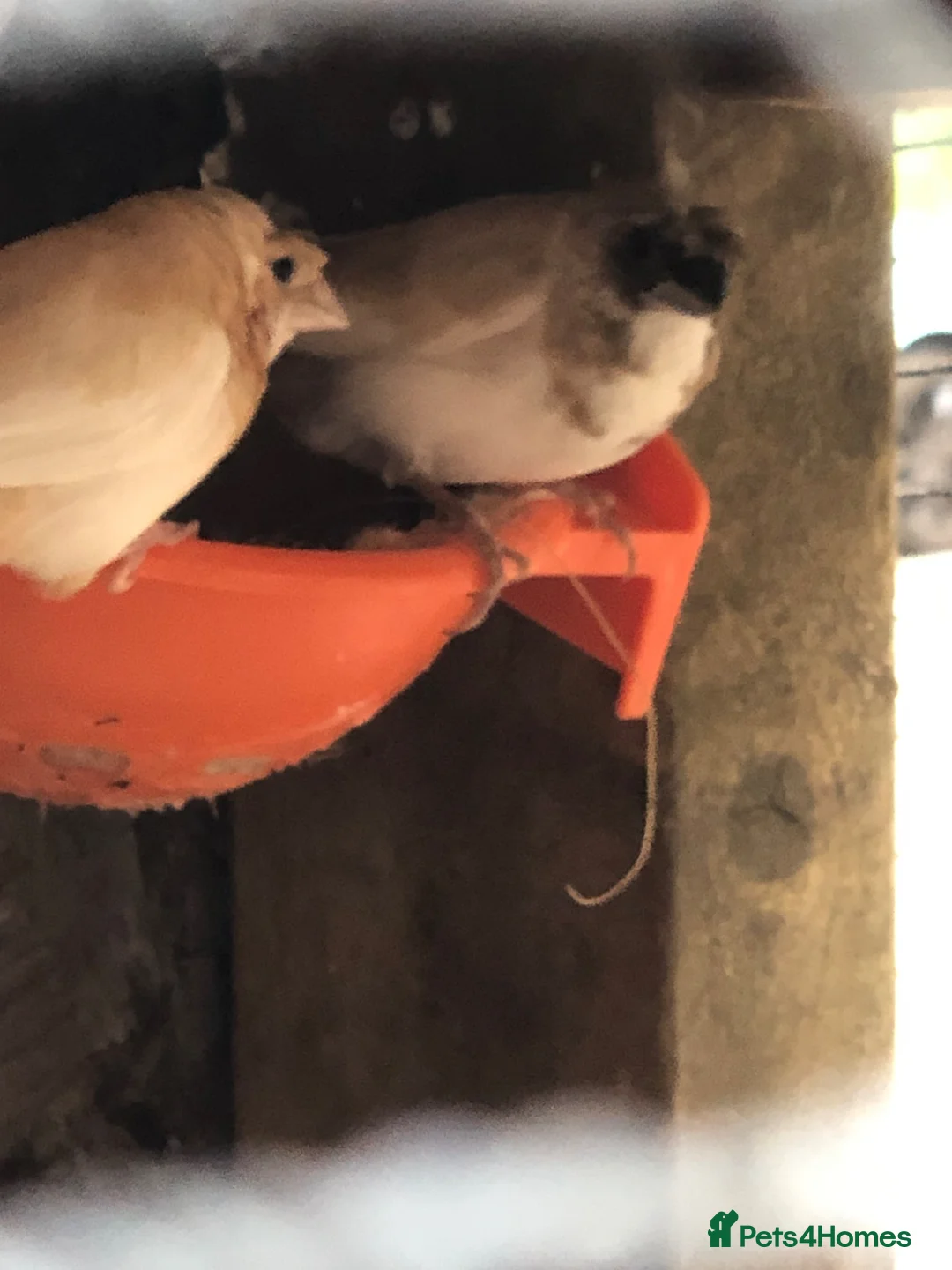 Finches birds for sale: Two pairs bengalese  in Wokingham - Advert 3