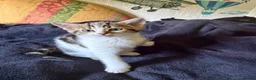 Mixed Breed cats for sale: Adorable kittens for sale in Maidstone - Advert 4