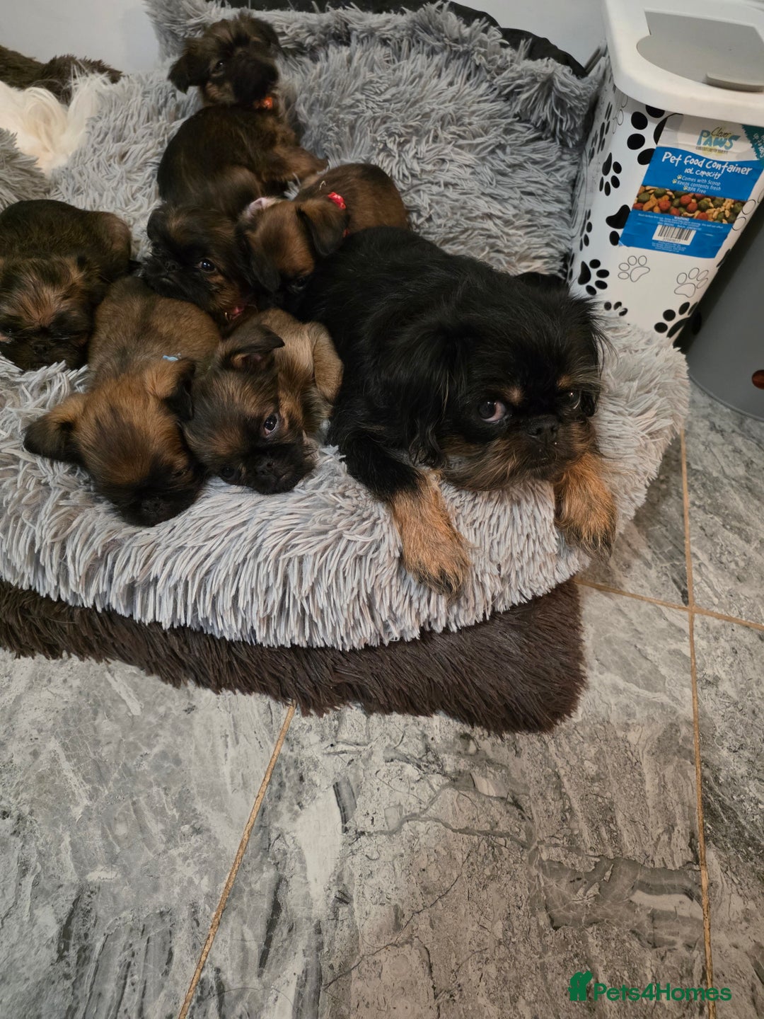 Griffon Bruxellois dogs for sale: Gorgeous pedigree Griffon Bruxellois KC registered - Advert 1