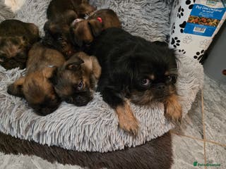 Griffon Bruxellois dogs Gorgeous pedigree Griffon Bruxellois KC registered - Advert 2