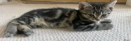 Mixed Breed cats for sale: Kittens looking for a new home 🐱 - Advert 7