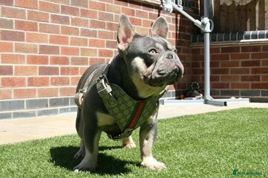 French Bulldog dogs for stud: STUD Lilac and Tan ATAT SHAGGY! in Derby - Advert 6