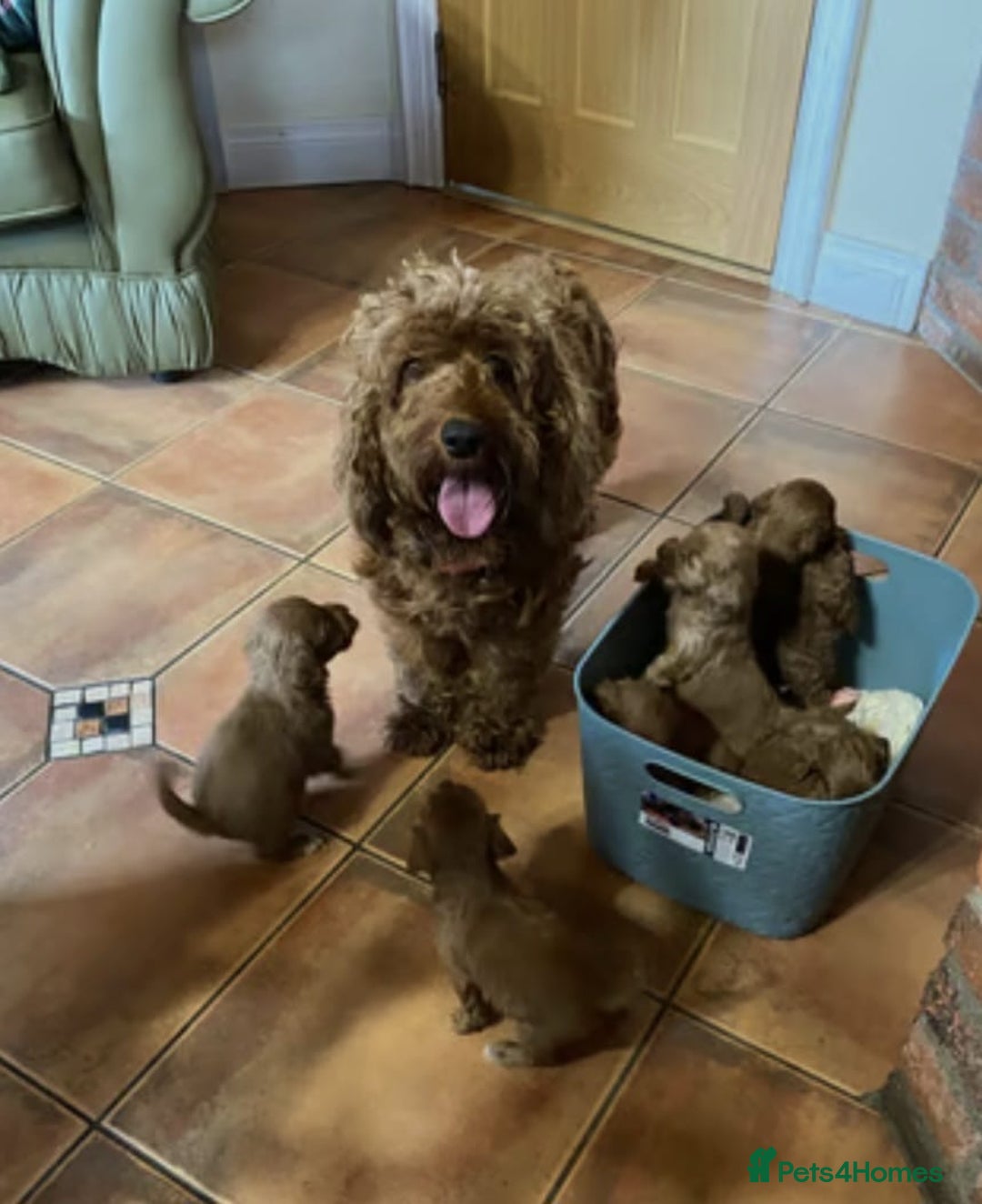 Cavapoo dogs for sale: Ruby red cavapoo puppies - Advert 4