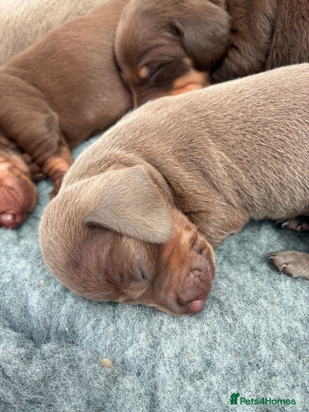 Miniature Dachshund dogs for stud: Mini dachshund STUD - Advert 7