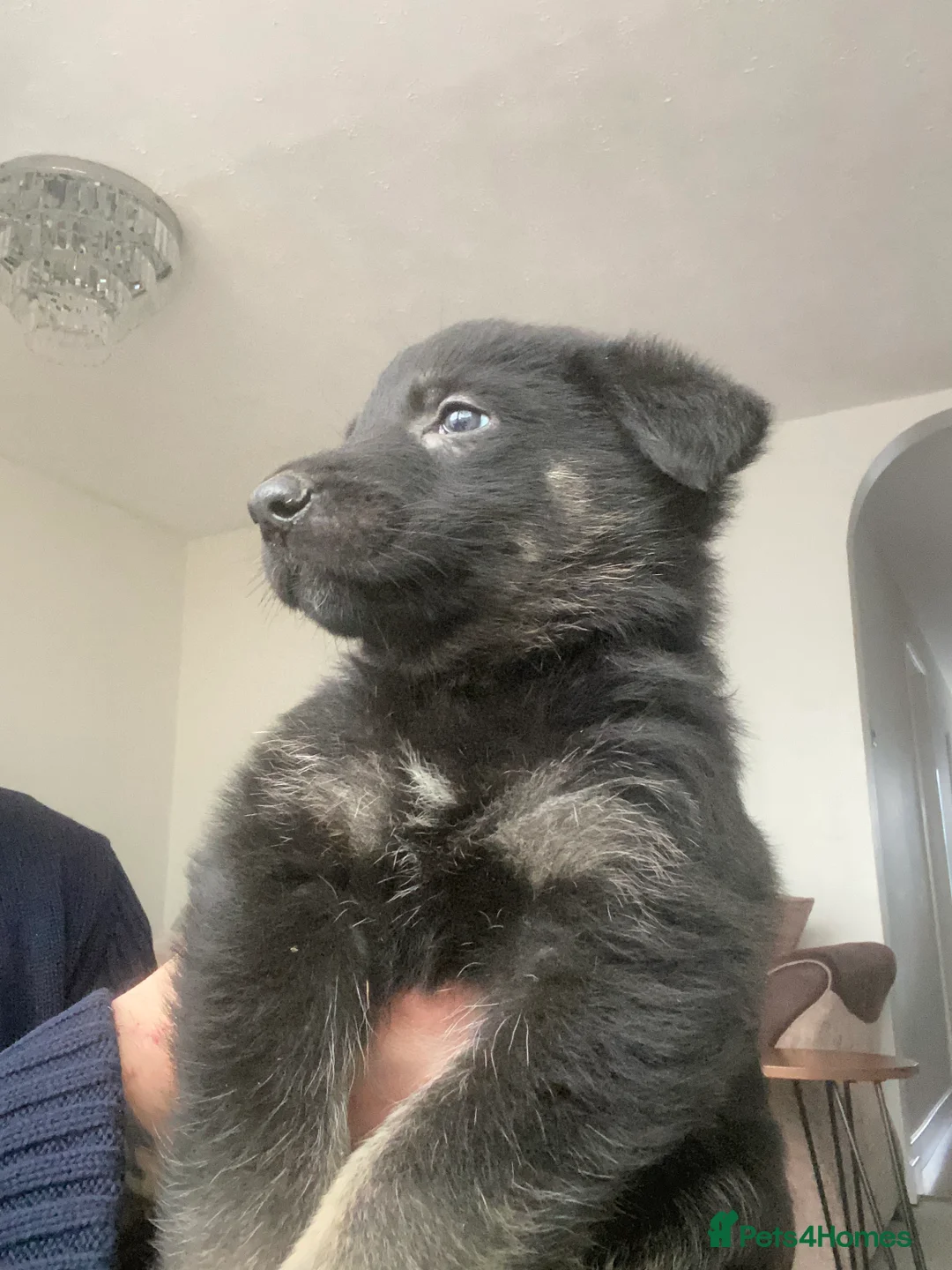German Shepherd dogs for sale: German shepherd puppies  - Advert 18