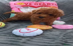 Miniature Poodle dogs for sale: Miniature red poodles 2💙2🩷 - Image 12