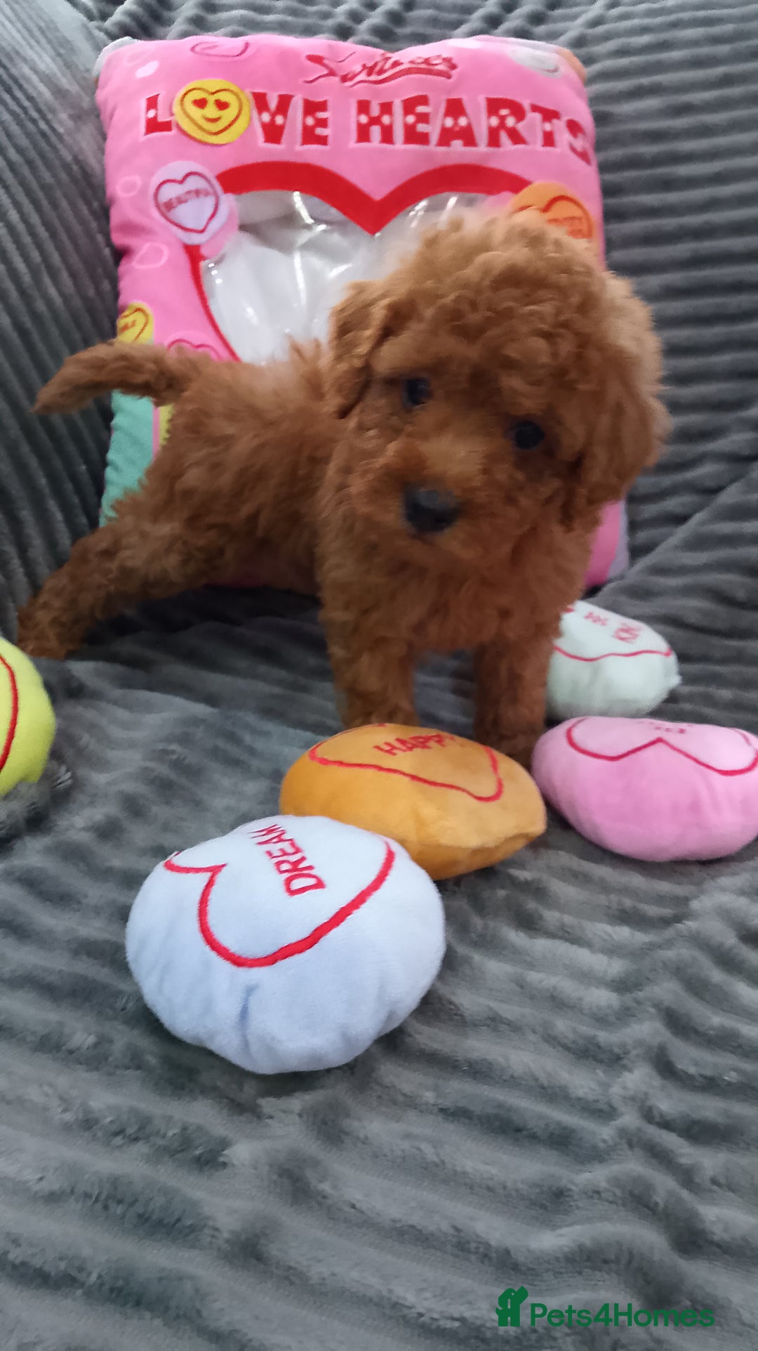 Miniature Poodle dogs for sale: Miniature red poodles 2💙2🩷 - Image 12