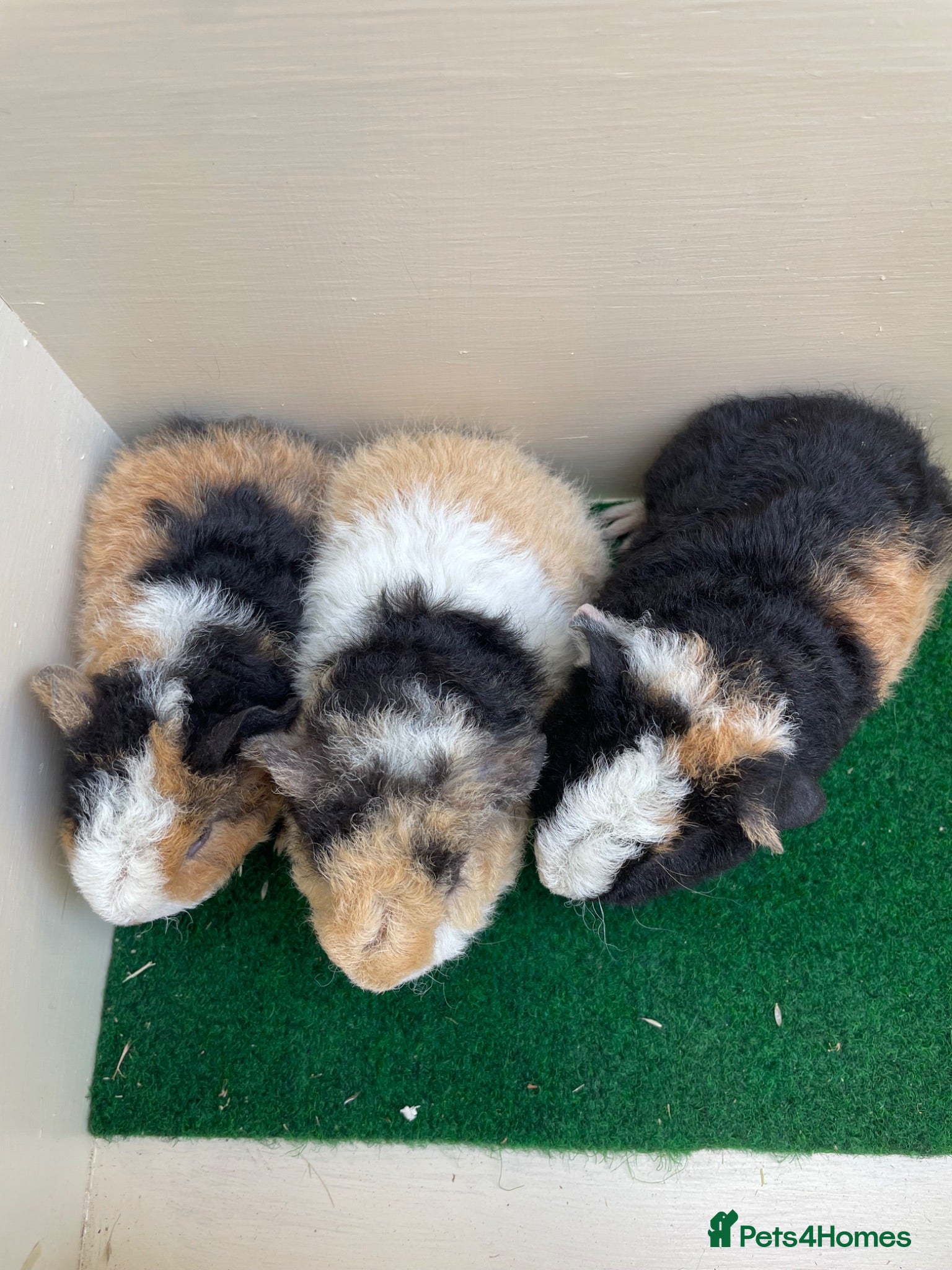 Guinea Pig rodents Baby Guinea pigs Teddy & funky  - Advert 19