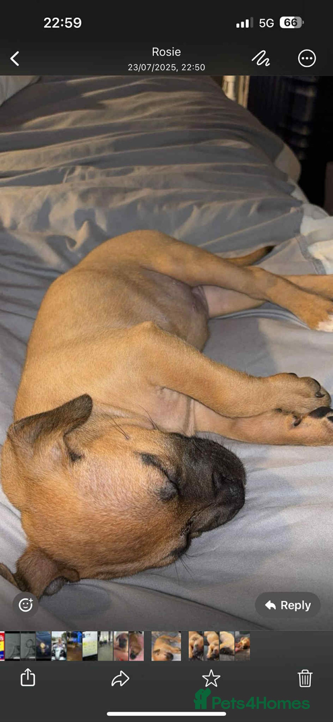Mixed Breed dogs for sale: Gorgeous Staff X Belgian Malinois  - Image 3