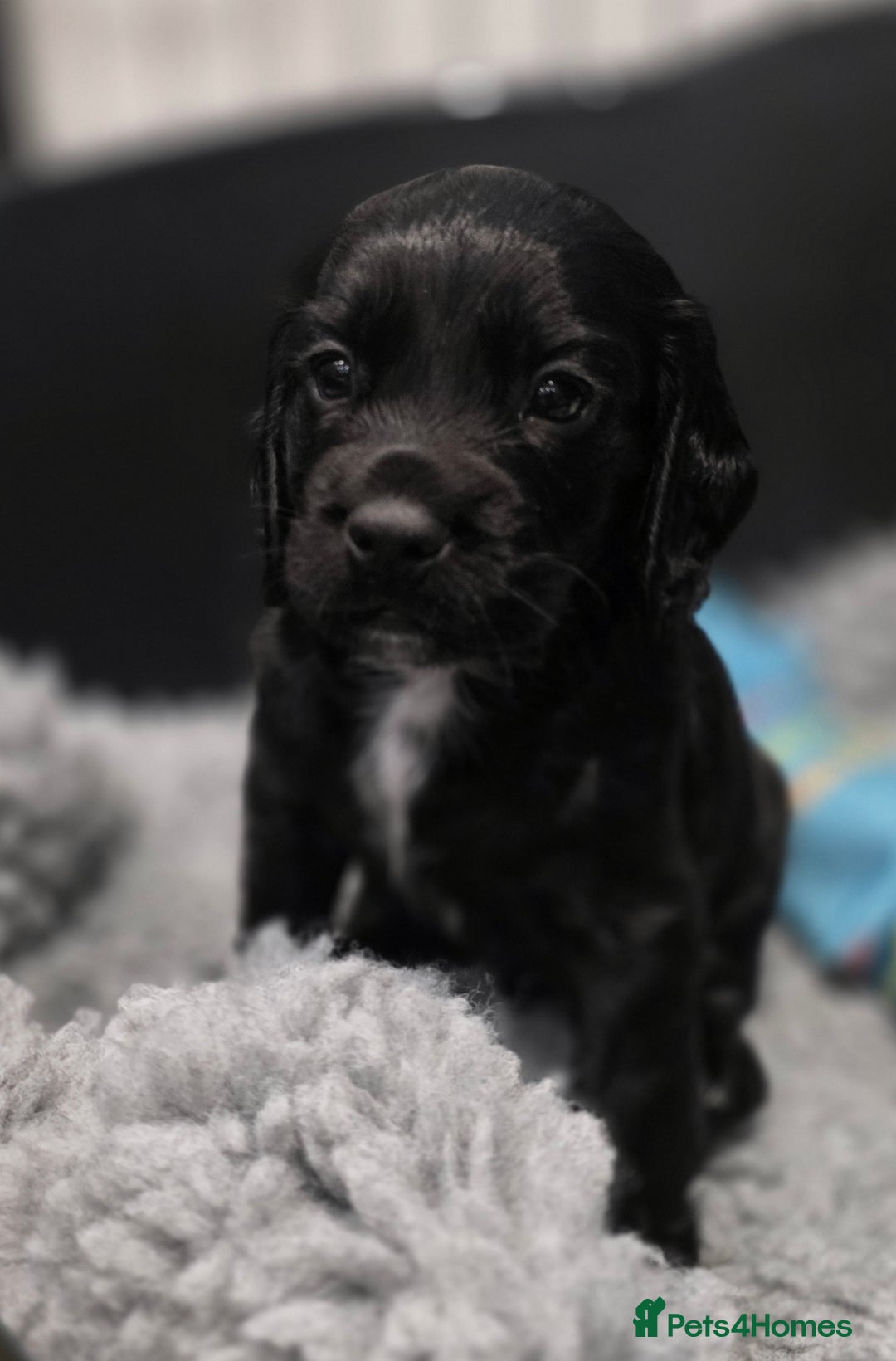 Cocker Spaniel dogs for sale: Exceptional Working Cocker Spaniel Pups - Advert 11
