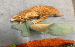 Mixed Breed cats for sale: 4 Adorable Kittens  - Image 11