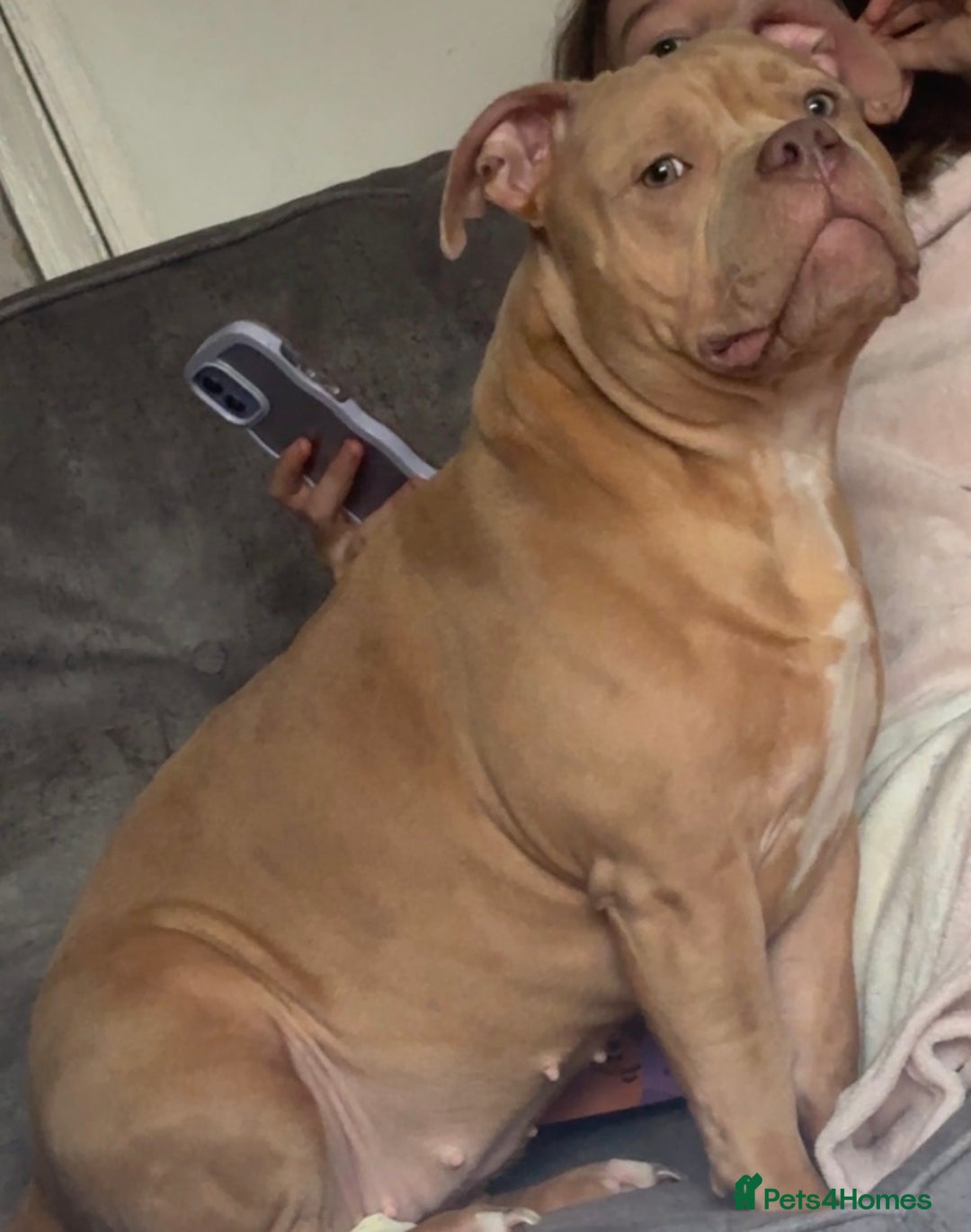 American Bully dogs for sale: 9 months old Tess  - Advert 2