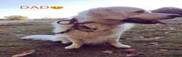 Golden Retriever dogs for sale: Gorgeous Golden Retriever Puppies For Sale - Advert 7