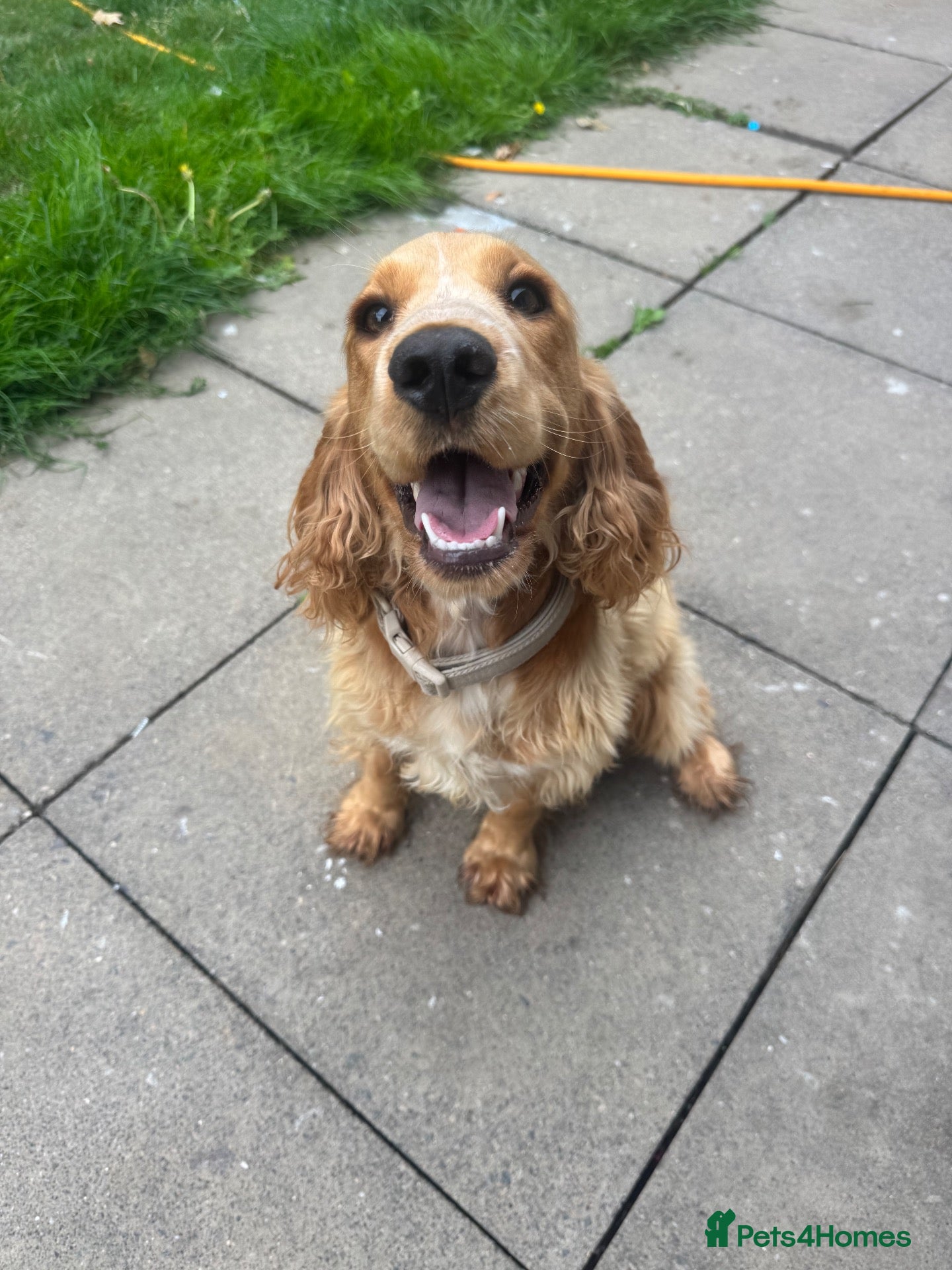 Cocker Spaniel dogs KC Reg Cocker spaniel girl - Advert 4