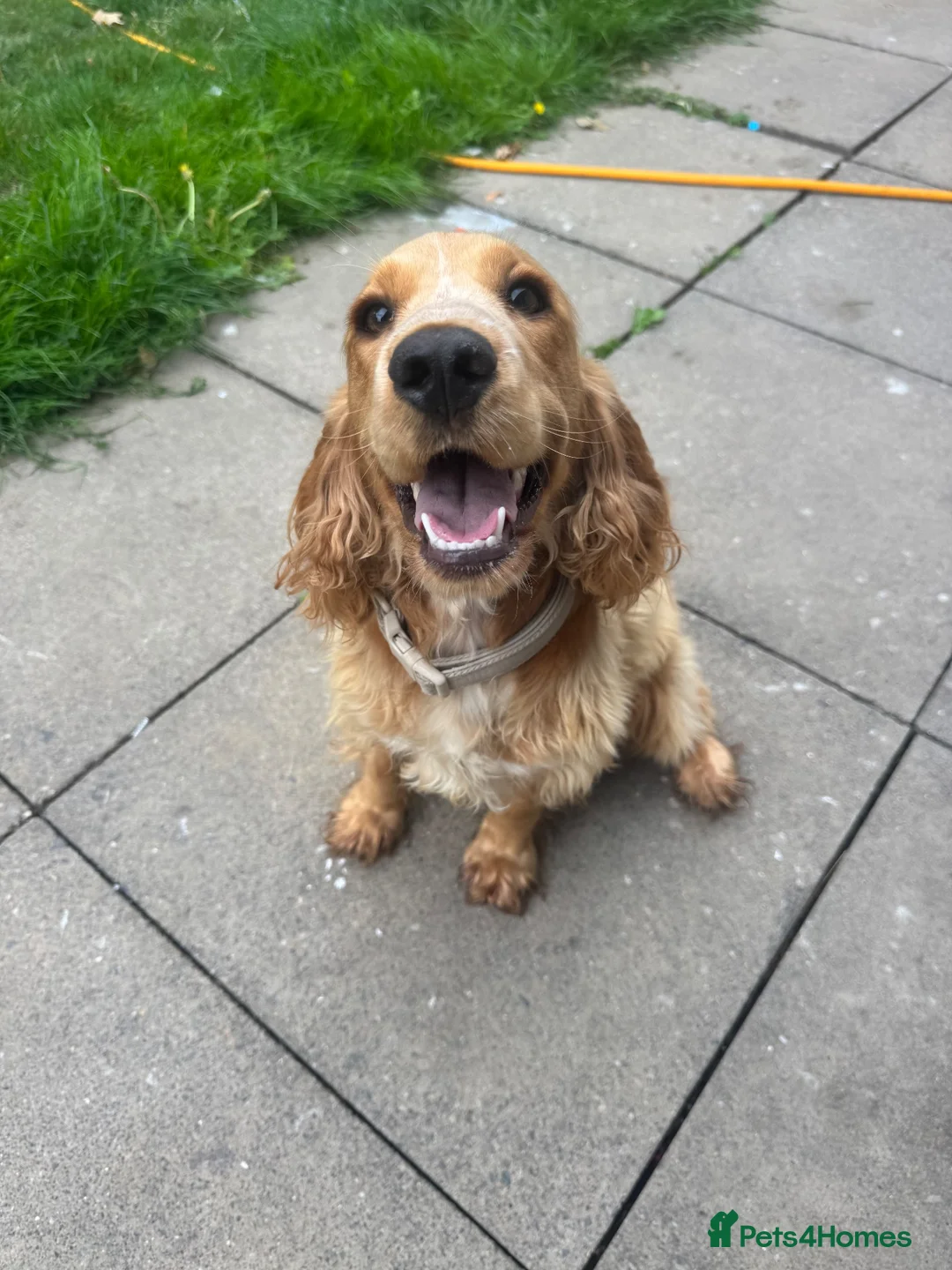 Cocker Spaniel dogs for sale: KC Reg Cocker spaniel girl - Advert 1