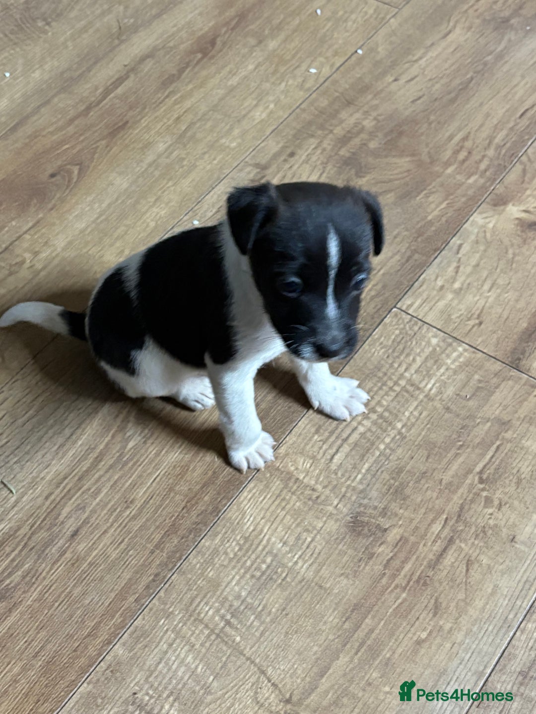 Jack Russell dogs for sale: Lovely jack Russel puppies - Advert 2