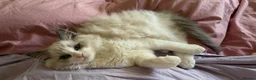 Ragdoll cats for sale: 🏆 RAGDOLL KITTENS 🏆 SHOW QUALITY  - Advert 31