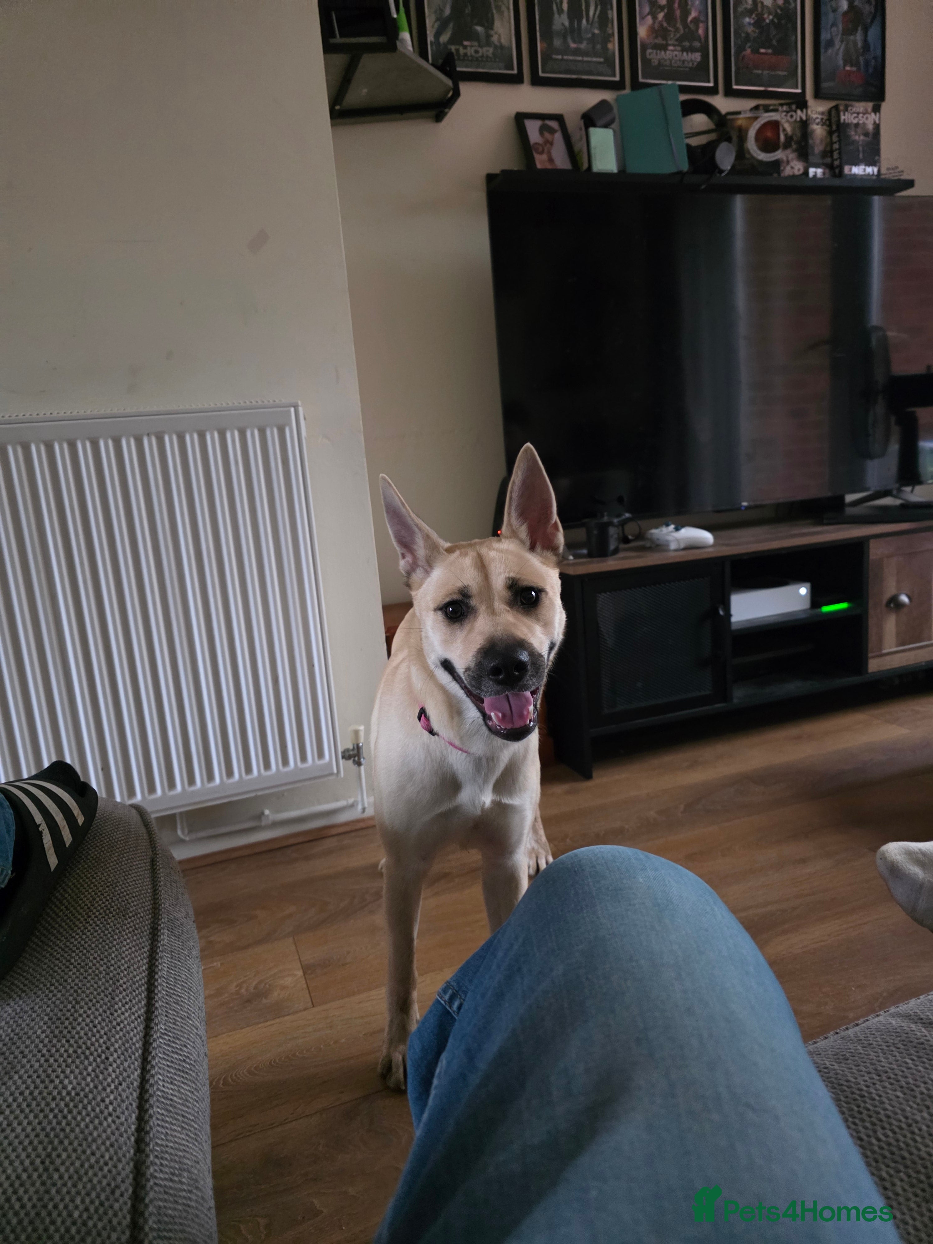 Mixed Breed dogs Beautiful German Shepherd girl - Advert 1