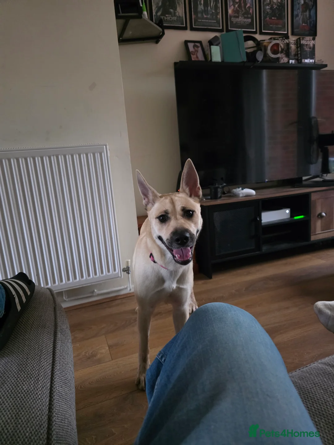 Mixed Breed dogs for sale: Beautiful German Shepherd girl - Advert 1