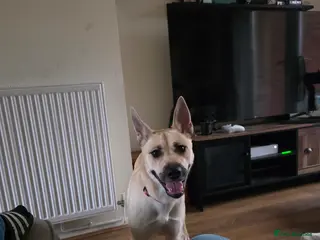 Mixed Breed dogs Beautiful German Shepherd girl - Advert 1