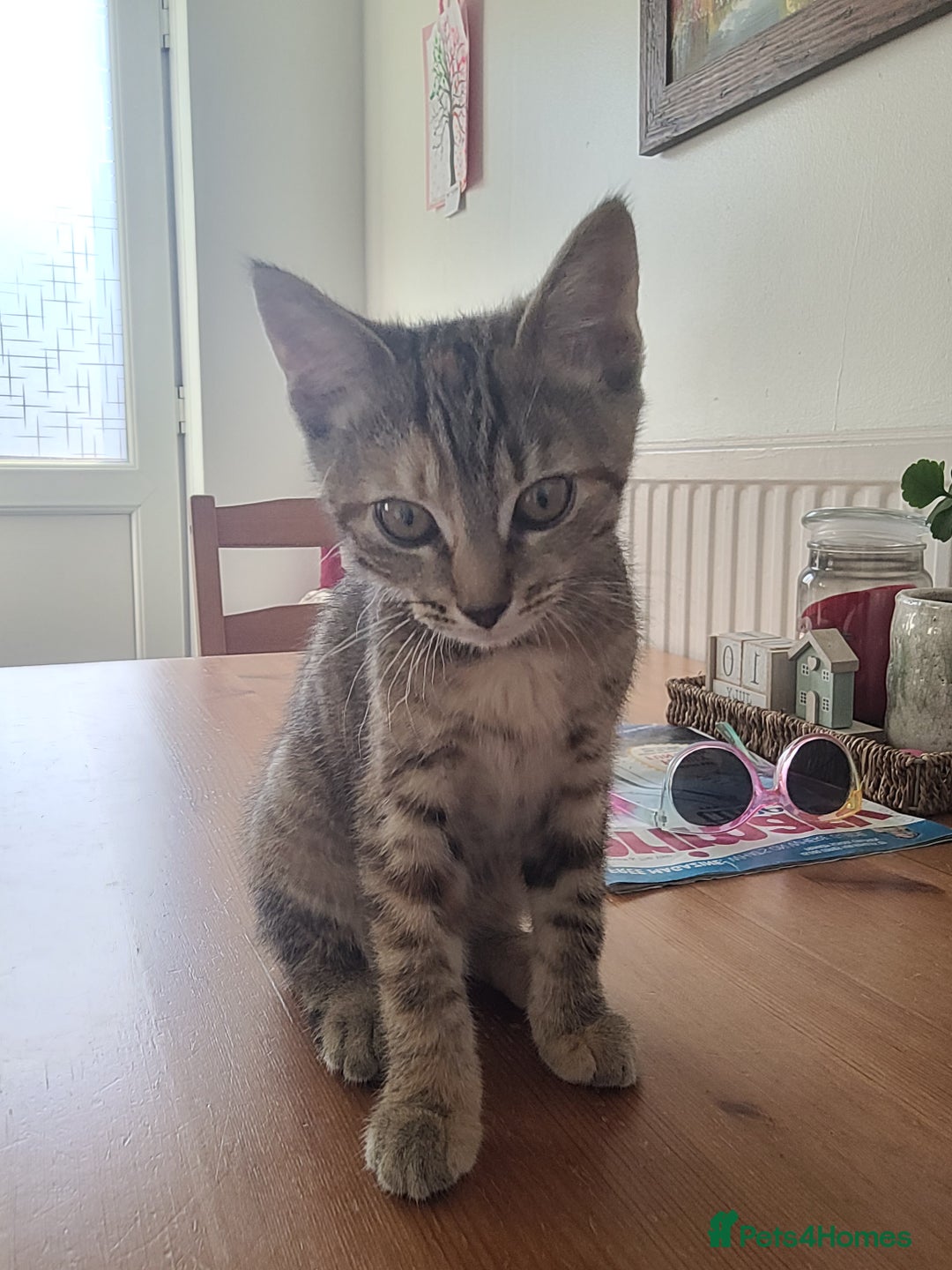 Mixed Breed cats for sale: Tabby female kitten - Image 2