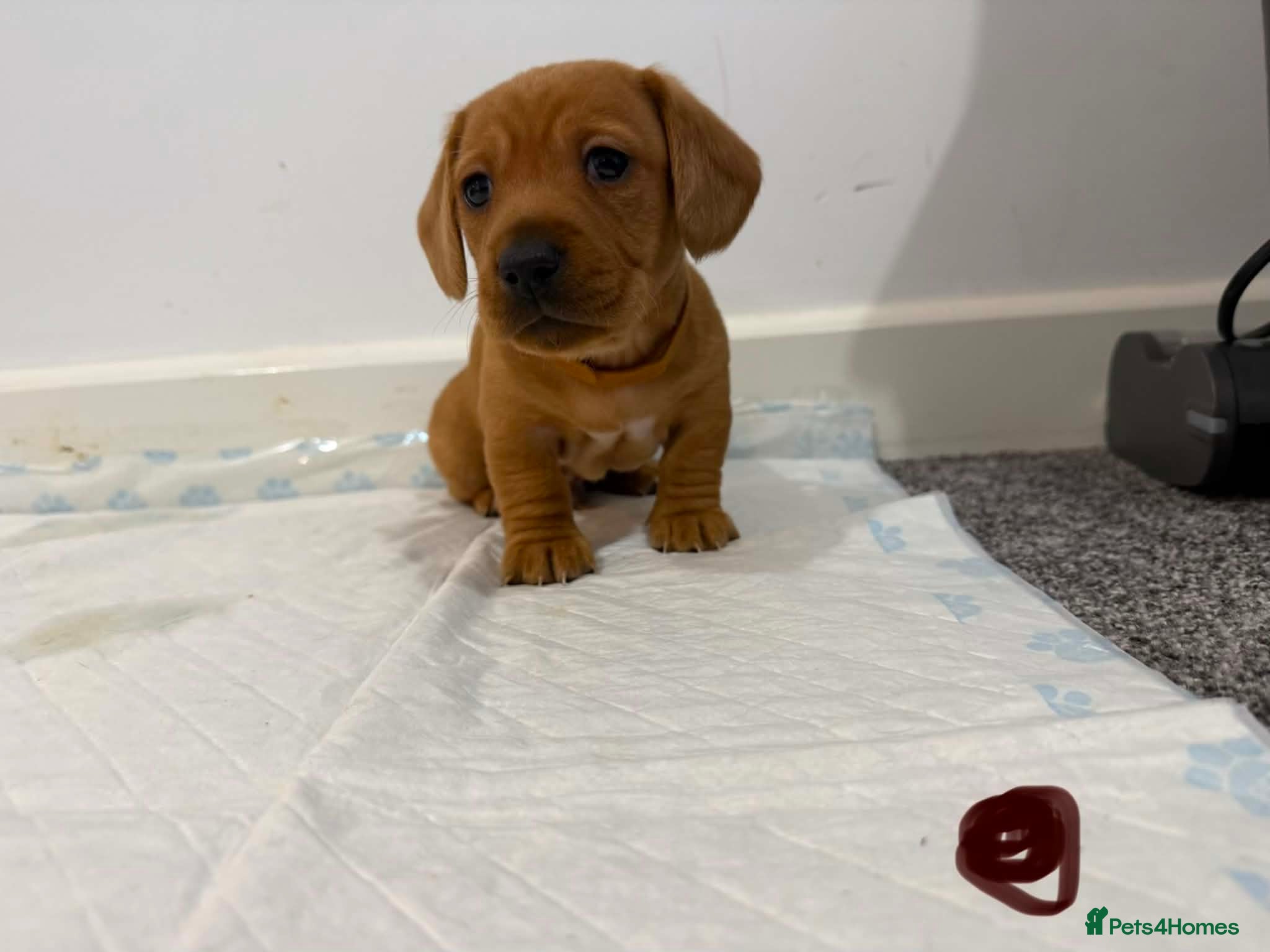 Dachshund dogs 7x daschund puppies  - Advert 2