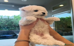 Bichon Frise dogs for sale: Lovely Bichon Frise for sale  - Image 5