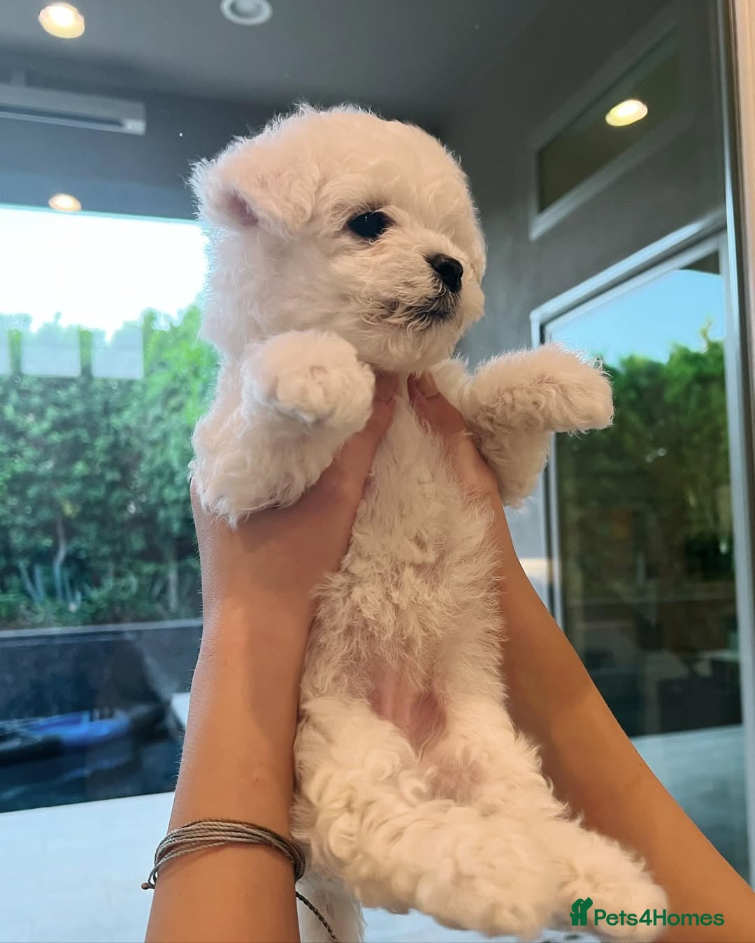 Bichon Frise dogs for sale: Lovely Bichon Frise for sale  - Image 5