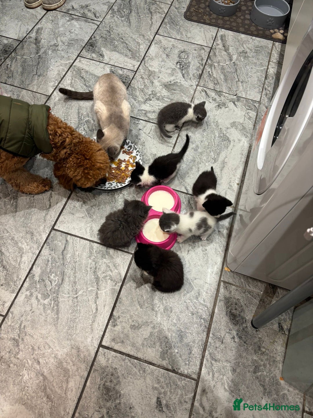 Ragamese cats for sale: 5 AMAZING BUNDLES OF JOY❤️❤️❤️PRICES VARY - Advert 1