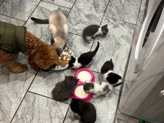 Ragamese cats 5 AMAZING BUNDLES OF JOY❤️❤️❤️PRICES VARY - Advert 1