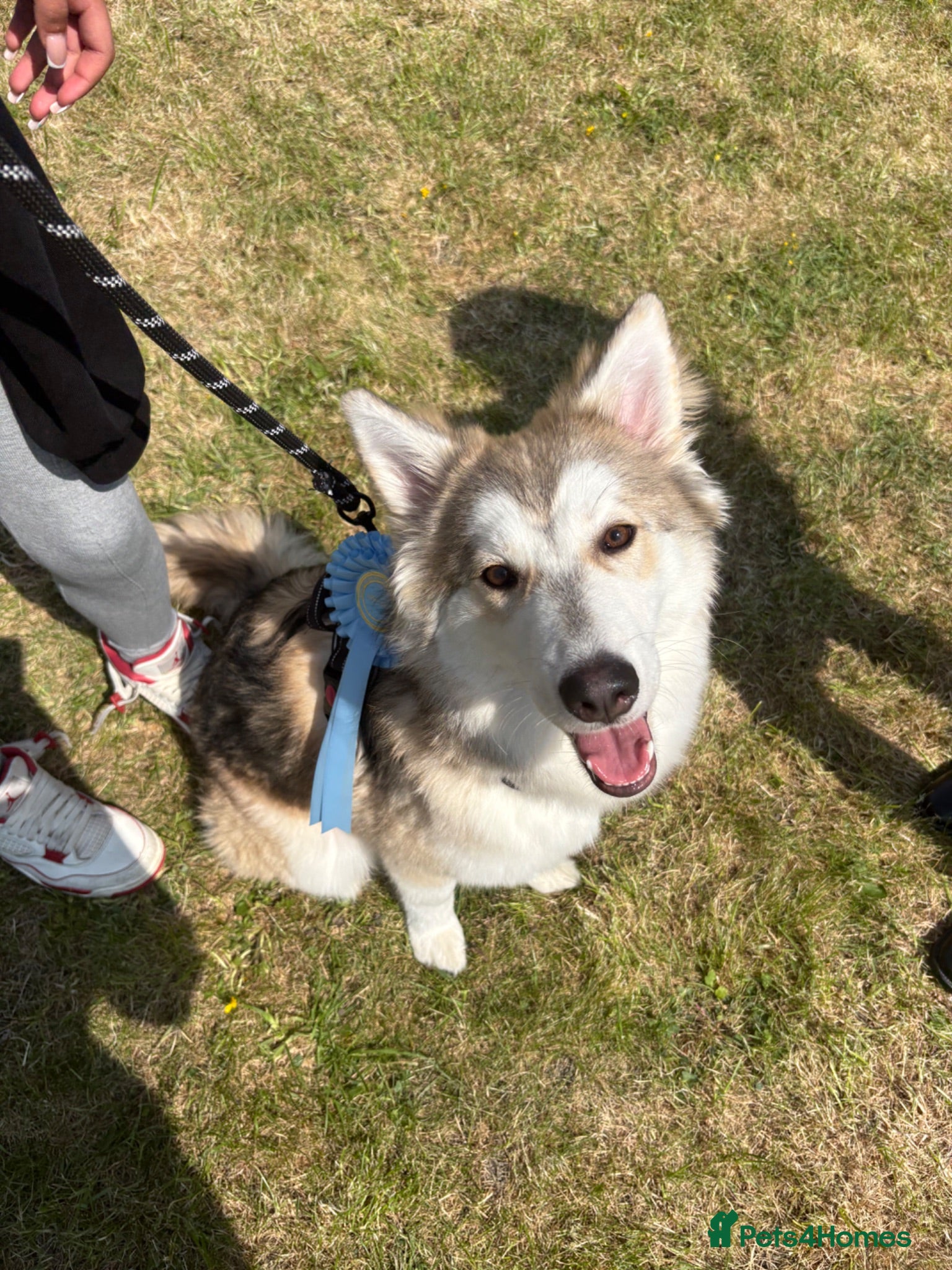 Shepsky dogs Narla - Advert 2