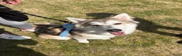 Shepsky dogs for sale: Narla - Advert 1