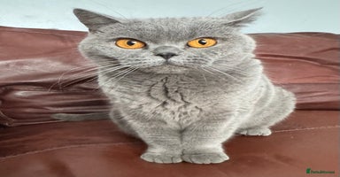 British Shorthair cats - Advert 2