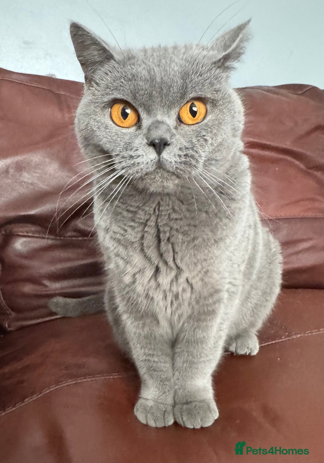 British Shorthair cats for sale: GCCF Active British shorthair 3 year old girl - Advert 2