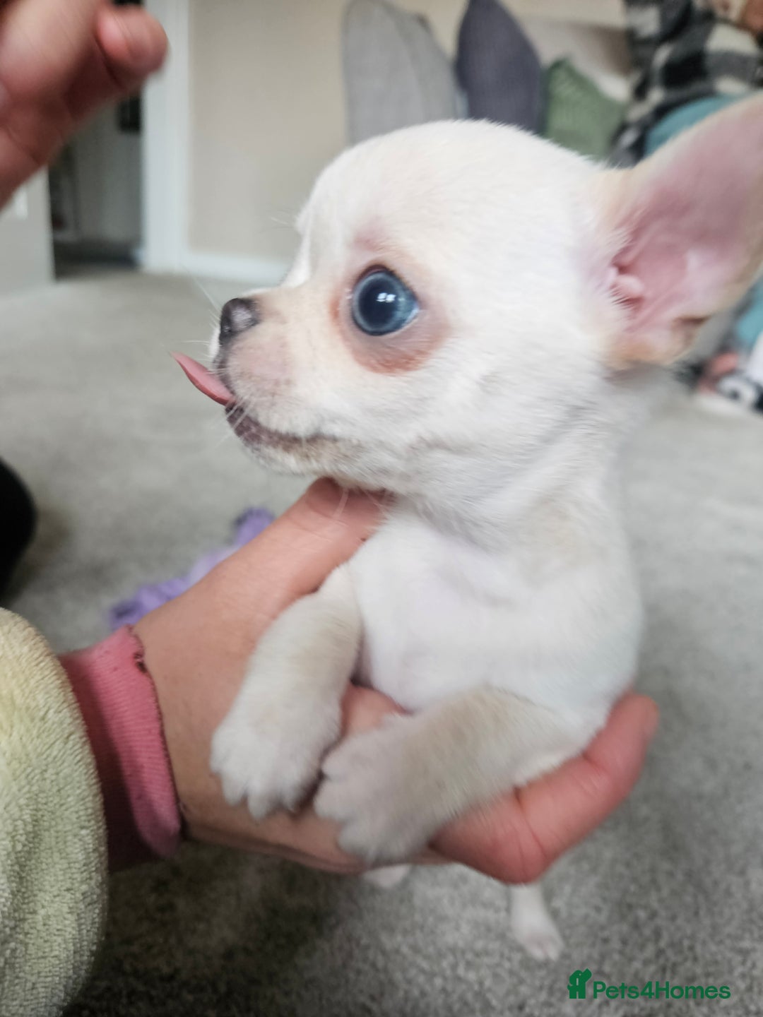 Chihuahua dogs for sale: Teeny Chihuahua Pup   - Advert 13