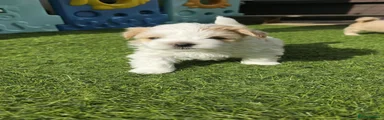 Yorkshire Terrier 2